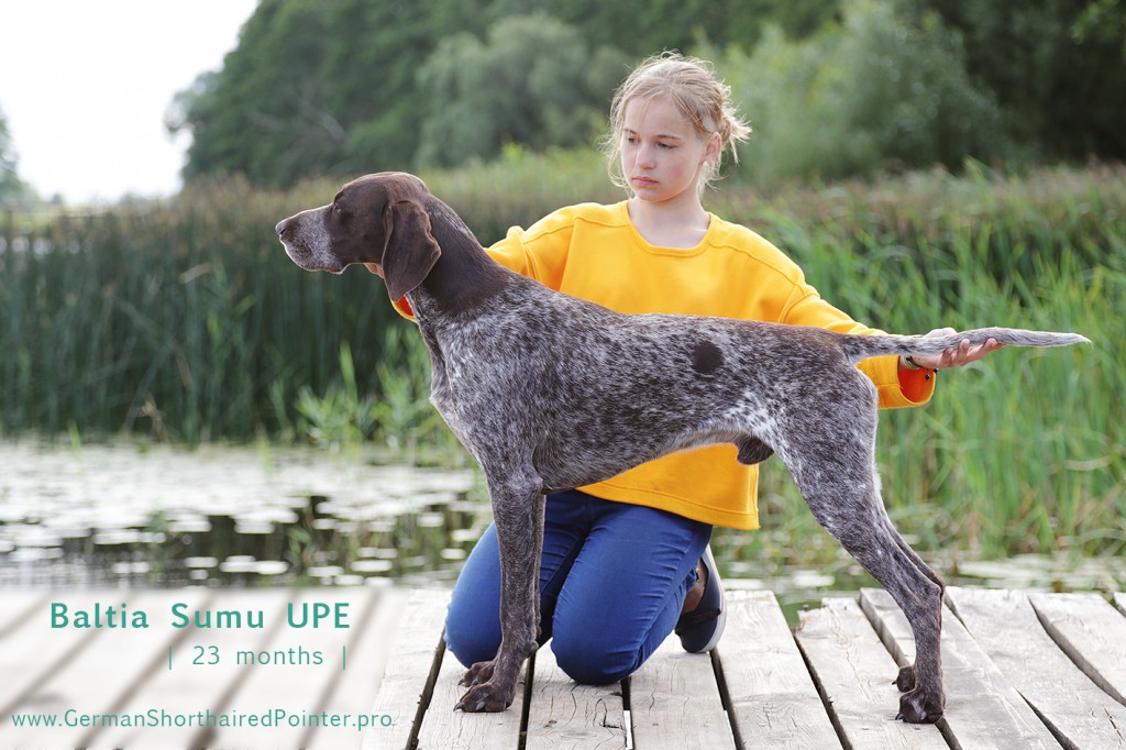 Baltia Sumu UPE 23 months Best in SHOW